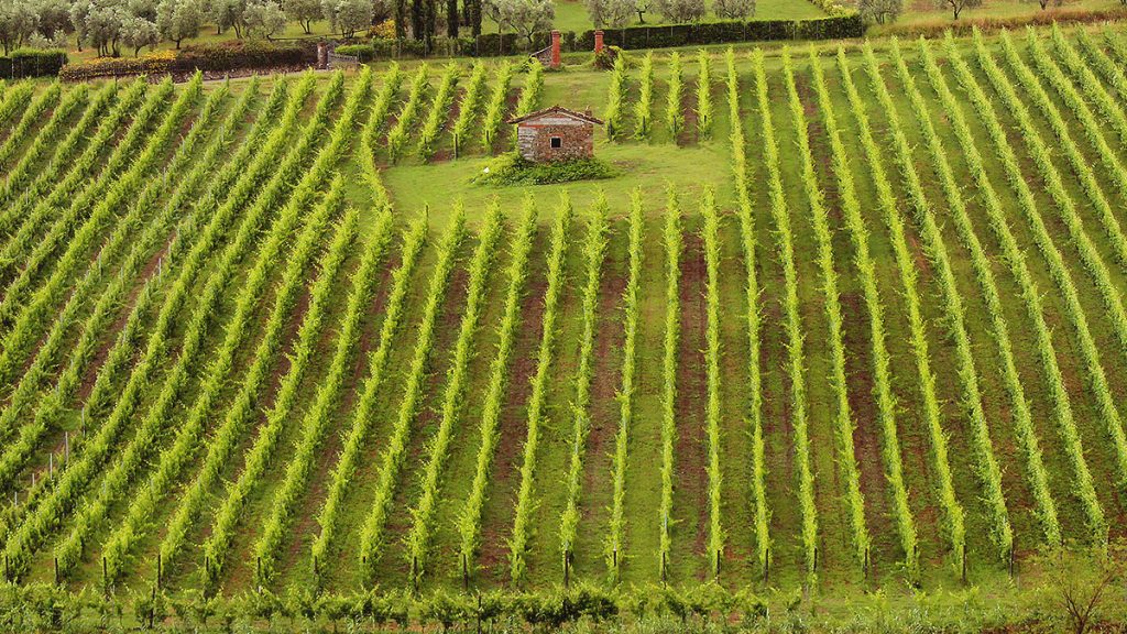 Tenuta le Scopetane