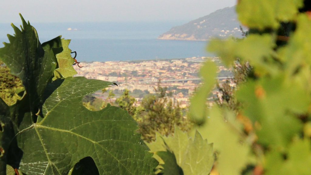 Vista di Massa dalla tenuta dello Zio